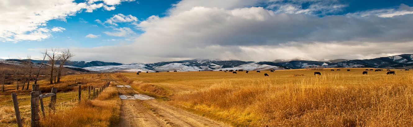 autumn wheat fields