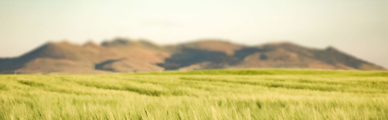 grass and mountain